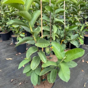Indonesia White Seedless Guava Tree - 3 Feet Tall Live Plant in 3-Gallon Pot - Not Ship CA