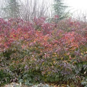 Itea Henry's Garnet Sweetspire Plant 6-12 Inch Potted Shrub