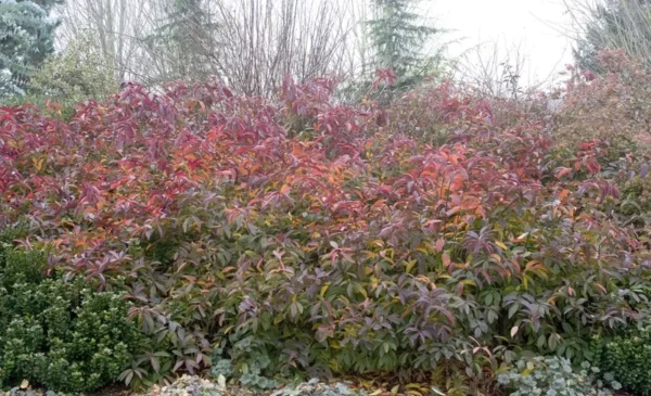 Itea Henry's Garnet Sweetspire Plant 6-12 Inch Potted Shrub