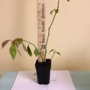 Itea Henry's Garnet Sweetspire Plant 6-12 Inch Potted Shrub