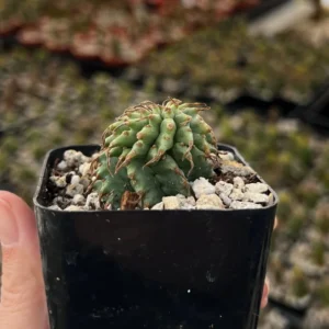 Twisted Euphorbia Cactus Live Plant - Spiral Succulent in 2'' Pot - Rare Find