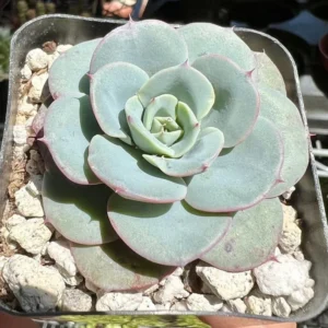 Echeveria Peaches and Cream Atlantis Floral Succulent Live Plant 4'' Pot Desk Plant
