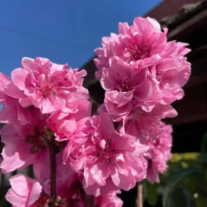 Pink Flowering Peach Tree - Early Spring Bloom - Live Plant