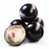 Jaboticaba Fruit Tree - 3 Gallon 2 Feet Live Plant - Exotic Brazilian Fruit Tree for Home Gardens - Not Ship CA