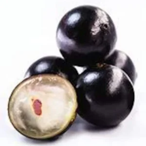 Jaboticaba Fruit Tree - 3 Gallon 2 Feet Live Plant - Exotic Brazilian Fruit Tree for Home Gardens - Not Ship CA