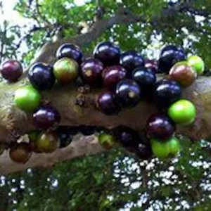 Jaboticaba Fruit Tree - 3 Gallon 2 Feet Live Plant - Exotic Brazilian Fruit Tree for Home Gardens - Not Ship CA