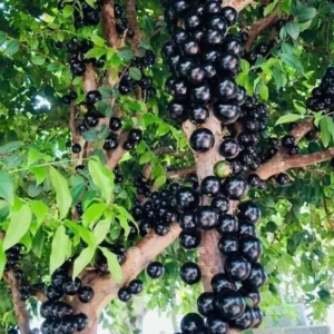 Jaboticaba Fruit Tree - 3 Gallon 2 Feet Live Plant - Exotic Brazilian Fruit Tree for Home Gardens - Not Ship CA