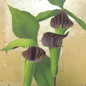 Jack-In-The-Pulpit Arisaema Triphyllum Bulbs - 20 Bulbs - Spring Wildflower