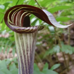 Jack-In-The-Pulpit Bulbs - 5 Indian Turnip Arisaema Triphyllum - Shade Plant