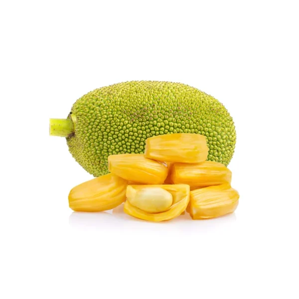 Jackfruit Tree Live Plant - 3 Gallon - 3 to 4 Feet Tall - Tropical Fruit Tree - Not Ship CA