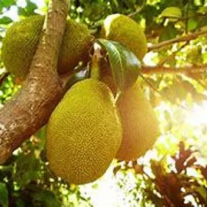 Jackfruit Tree Live Plant - 3 Gallon - 3 to 4 Feet Tall - Tropical Fruit Tree - Not Ship CA