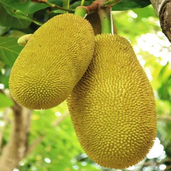 Jackfruit Tree Live Plant - 3 Gallon - 3 to 4 Feet Tall - Tropical Fruit Tree - Not Ship CA