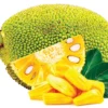 Jakfruit Tree - 1 ft Jack Fruit Plant - 6" Pot - Tropical Delight