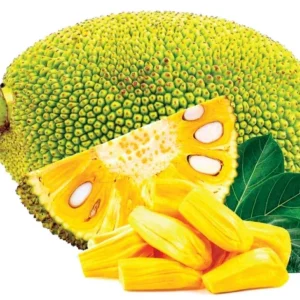 Jakfruit Tree - 1 ft Jack Fruit Plant - 6