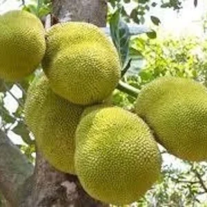 Jakfruit Tree - 1 ft Jack Fruit Plant - 6