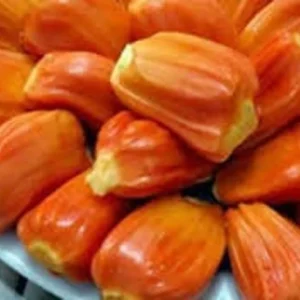 Jakfruit Tree - 1 ft Jack Fruit Plant - 6