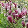 Jane Magnolia Shrub 2.5 Inch Pot - Flowering Tree, 6-12 Inch Tall