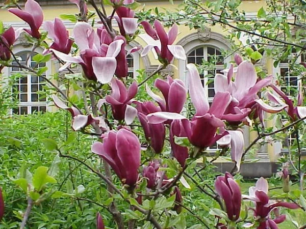 Jane Magnolia Shrub 2.5 Inch Pot - Flowering Tree, 6-12 Inch Tall