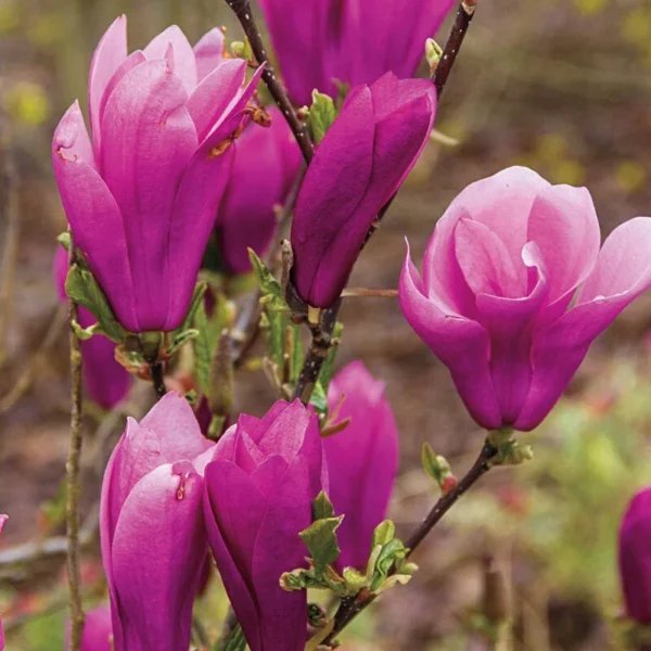 Jane Magnolia Tree Gallon Pot Shrub - Reddish Purple & White Flowers