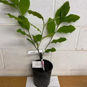 Jane Magnolia Tree Gallon Pot Shrub - Reddish Purple & White Flowers