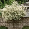 Japanese Dappled Nishiki Willow Shrub/Tree 1Qt Pot Variegated Foliage