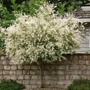 Japanese Dappled Nishiki Willow Shrub/Tree 1Qt Pot Variegated Foliage