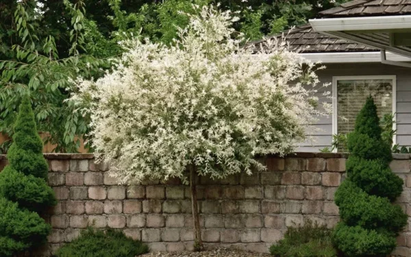Japanese Dappled Nishiki Willow Shrub/Tree 1Qt Pot Variegated Foliage