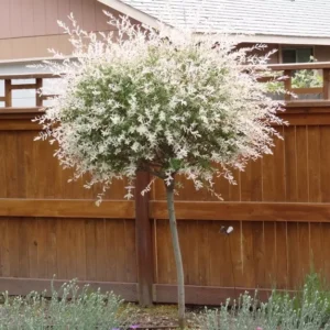 Japanese Dappled Nishiki Willow Shrub/Tree 1Qt Pot Variegated Foliage