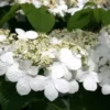 Japanese Snowball Viburnum Plant - 6-12 Inch Tall - Potted Shrub