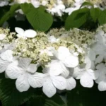 Japanese Snowball Viburnum Plant - 6-12 Inch Tall - Potted Shrub