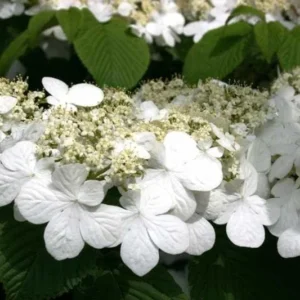 Japanese Snowball Viburnum Plant - 6-12 Inch Tall - Potted Shrub