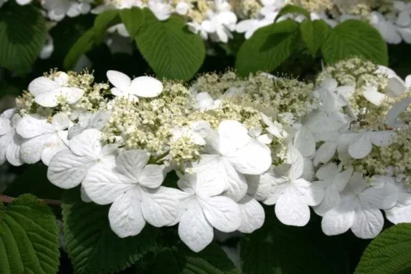 Japanese Snowball Viburnum Plant - 6-12 Inch Tall - Potted Shrub