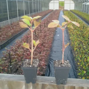 Japanese Snowball Viburnum Plant - 6-12 Inch Tall - Potted Shrub