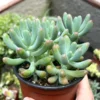 Jelly Beans Sedum Pachyphyllum Rose Live Succulent Plant 4 Inch Pot
