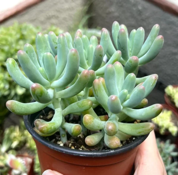 Jelly Beans Sedum Pachyphyllum Rose Live Succulent Plant 4 Inch Pot
