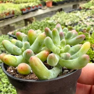 Jelly Beans Sedum Pachyphyllum Rose Live Succulent Plant 4 Inch Pot
