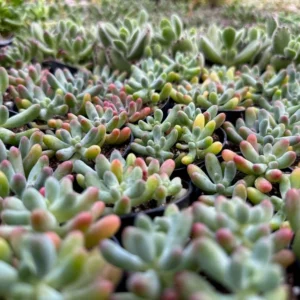 Jelly Beans Sedum Pachyphyllum Rose Live Succulent Plant 4 Inch Pot
