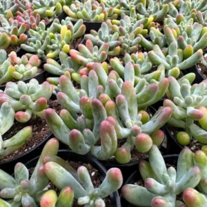Jelly Beans Sedum Pachyphyllum Rose Live Succulent Plant 4 Inch Pot