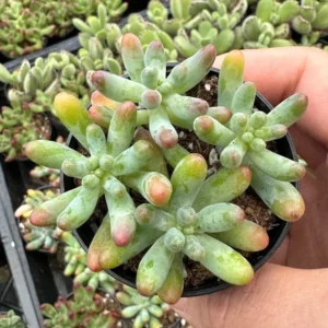Jelly Beans Sedum Pachyphyllum Rose Live Succulent Plant 4 Inch Pot