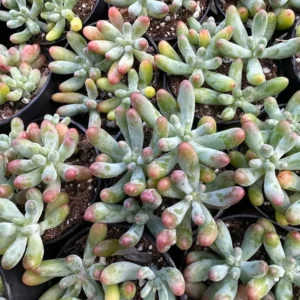 Jelly Beans Sedum Pachyphyllum Rose Live Succulent Plant 4 Inch Pot