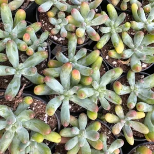 Jelly Beans Sedum Pachyphyllum Rose Live Succulent Plant 4 Inch Pot