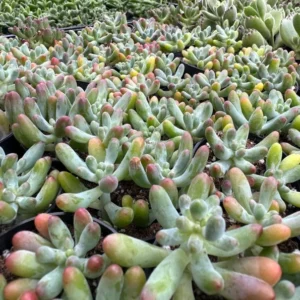 Jelly Beans Sedum Pachyphyllum Rose Live Succulent Plant 4 Inch Pot