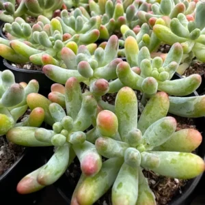 Jelly Beans Sedum Pachyphyllum Rose Live Succulent Plant 4 Inch Pot