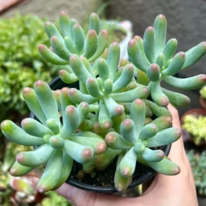 Jelly Beans Sedum Pachyphyllum Rose Live Succulent Plant 4 Inch Pot