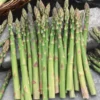 Jersey Giant Asparagus Root 2-Year Crowns - Fall Planting Vegetable