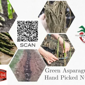 Jersey Giant Asparagus Root 2-Year Crowns - Fall Planting Vegetable