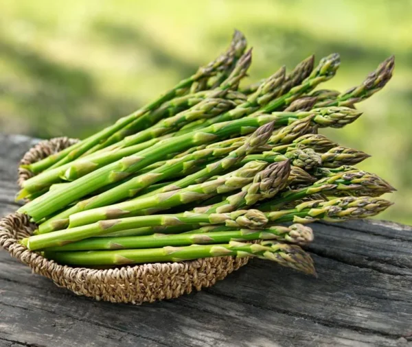Jersey Knight Asparagus Plants - 2 Year Crowns - Buy 4 Get 1 Free
