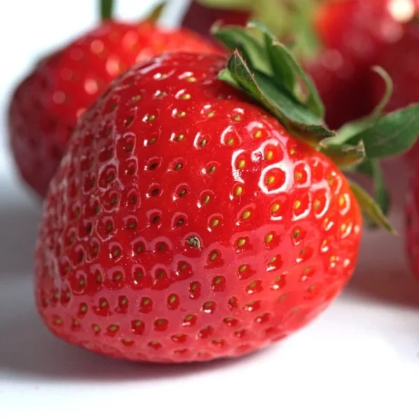 Jewel Strawberry Plants - 5 Bare Root June Bearing Strawberries