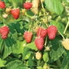 Joan J Raspberry Plant - Bare Root - Set of 5 Live Raspberry Plants
