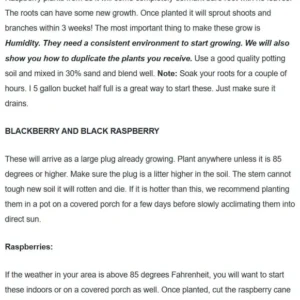 Joan Raspberry Plant Bare Root - Easy Grow Fruit Plant